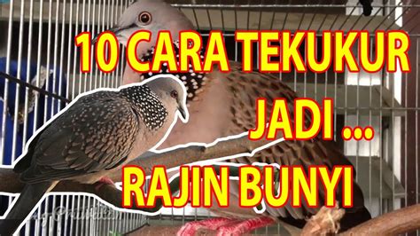 10 Cara Merawat Burung Tekukur Jadi Rajin Bunyi Youtube