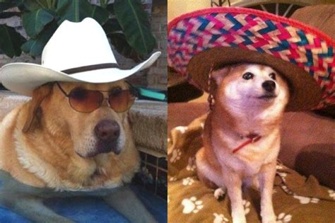 Just 21 Dogs Looking Rad In Hats Cuteness