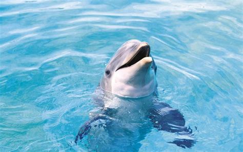 Ocean Animals Wallpapers Top Free Ocean Animals Backgrounds