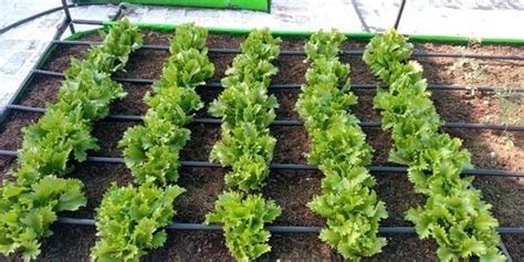 Check spelling or type a new query. Kitchen Garden Wholesale Trader from New Delhi
