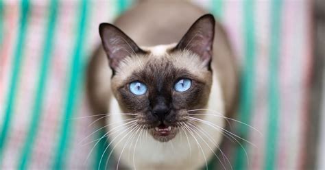 What Are The Characteristics Of Siamese Cats Critter Culture