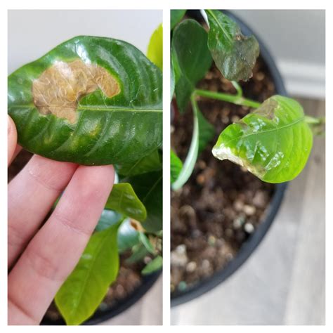 These Brown Spots Keep Appearing On My Gardenia Particularly The New