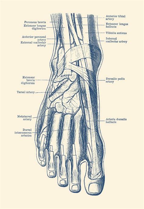 Foot Arteries Diagram Arteries Foot Dorsal Plantar View Ankle Stock