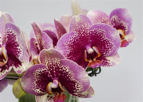 Phalaenopsis Purple Orchid Free Photo On Pixabay Pixabay