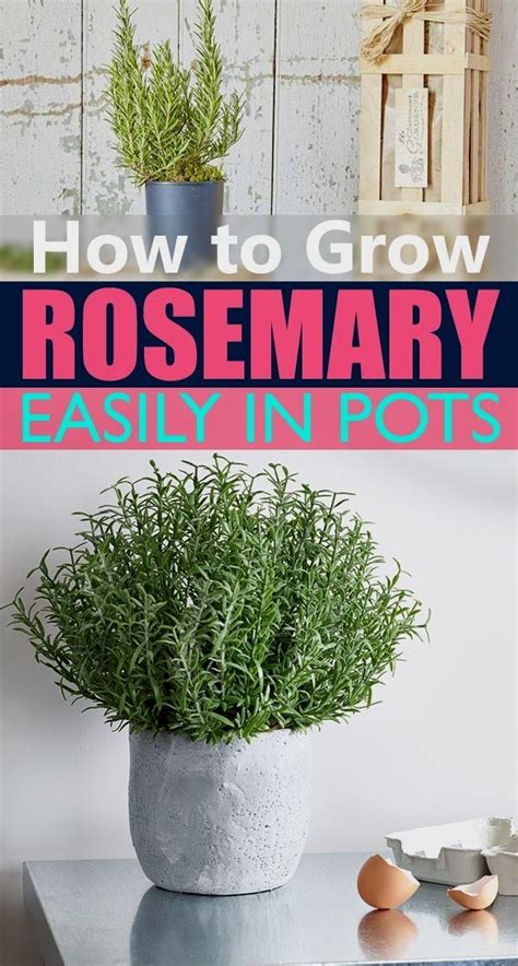 How To Grow Vegetables In Flower Pots Growing Rosemary Indoors