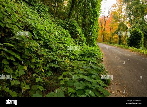 Kudzu Autumn Cherokee National Forest Hi Res Stock Photography And