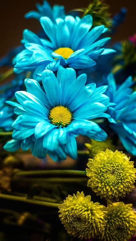 Blue Flowers Samsung Galaxy M01s Teal Flowers Hd Phone Wallpaper Pxfuel