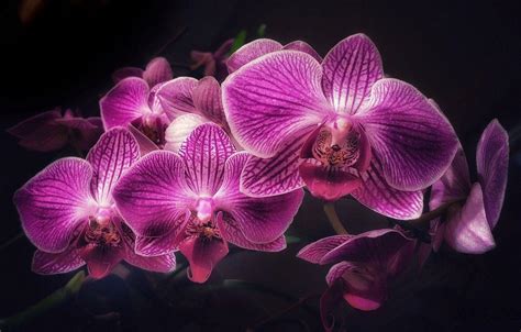 Pink Orchid Wallpapers Top Free Pink Orchid Backgrounds Wallpaperaccess