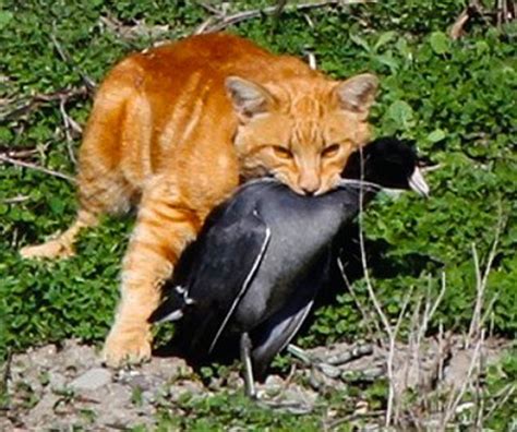 Cats Kill More Birds In Us Than Any Other Cause Death Toll In The