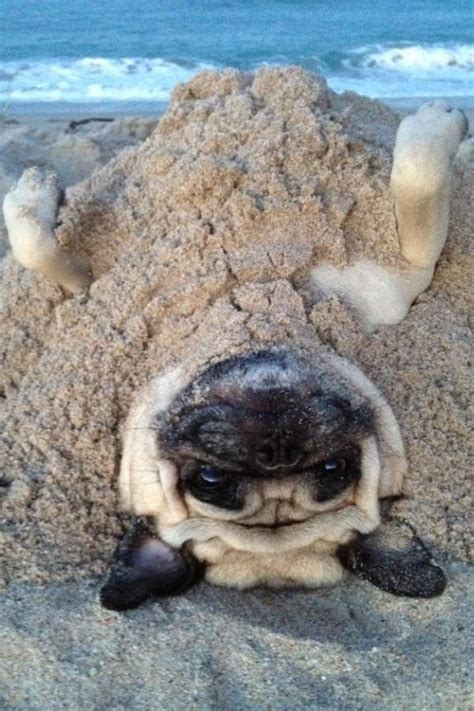 Beach Pug Pugs Funny Funny Animals Cute Pugs
