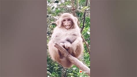 Monyet Pun Tertawa Melihat Ini😂😂kelakuan Orang Jaman Now Selalu Bisa Bikin Ngakak Wkwshorts
