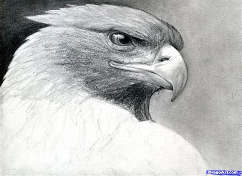 Aguila Real Dibujo A Lapiz Aguila A Lapiz Art Drawings Drawings Art