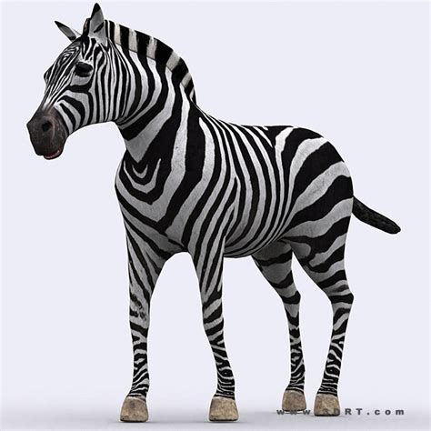 3d Model 3drt Zebra Vr Ar Low Poly Rigged Animated Cgtrader