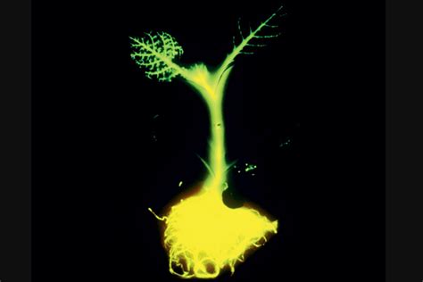 Glowing Trees Could Pave The Way For Solving World Problems With