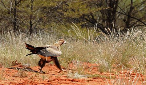 Australian Desert Animals In The Simpson Desert The Wildlife Diaries
