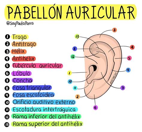 The Parts Of An Ear Labeled In Different Colors And Names On A White