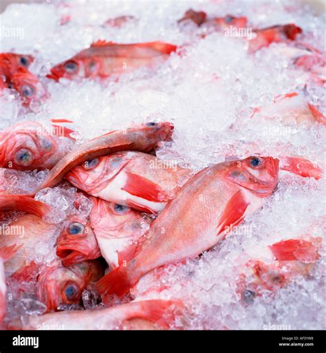 Fish On Ice Stock Photo Alamy