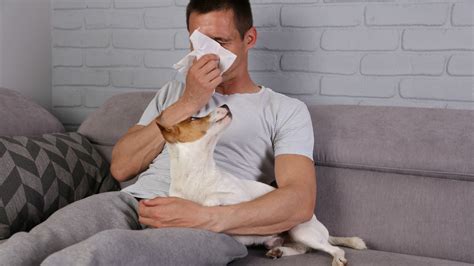 The Best Dogs For People With Allergies 247 Tempo
