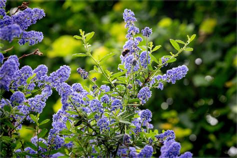 Free Images Purple Flowers Lilac Flower Lavender Nepeta Annual