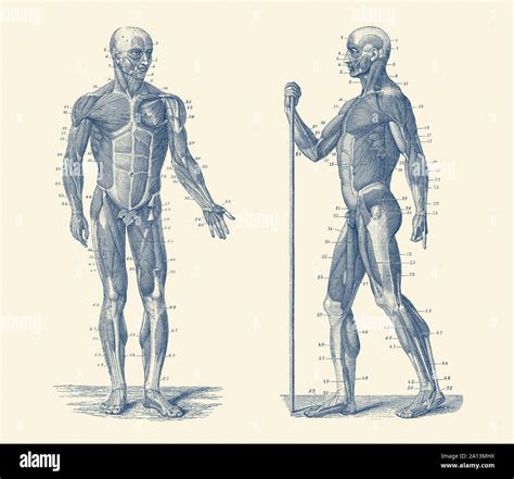 Vista Anterior Del Sistema Muscular Humano Fotografías E Imágenes De