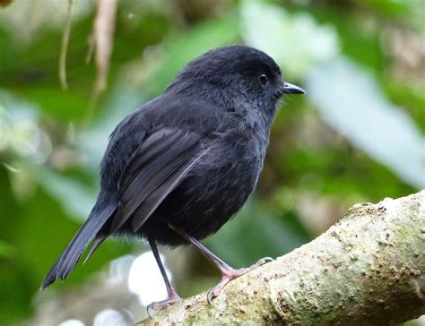 Wellington Nz Bird Banders Chatham Island Black Robins