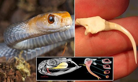 Grooves In Snake Fangs Evolved To Carry Venom Study Says