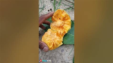 Badhar Ka Fal बड़हर का फल Artocarpus Lacucha Monkey Fruit