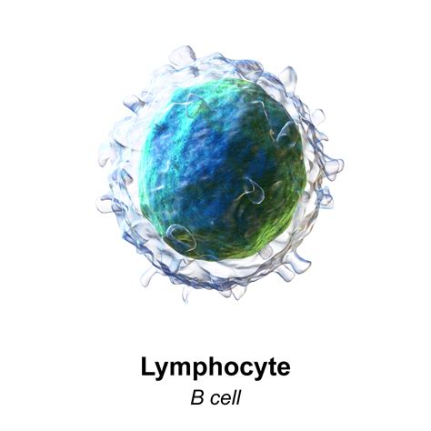Fileblausen 0624 Lymphocyte B Cellpng