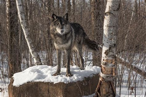 Black Phase Grey Wolf Canis Lupus Stares Out From Atop Snow Covered