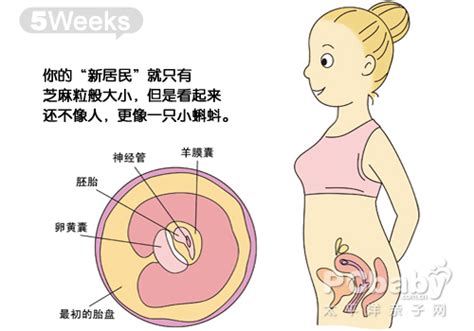 怀孕两个月胎儿发育过程图怀孕两个月胎儿发育过程图孕妇常识怀孕太平洋亲子网