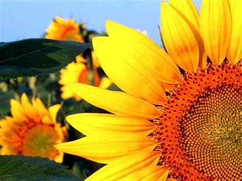100 Sunflower Wallpapers Hd Download Free Backgrounds
