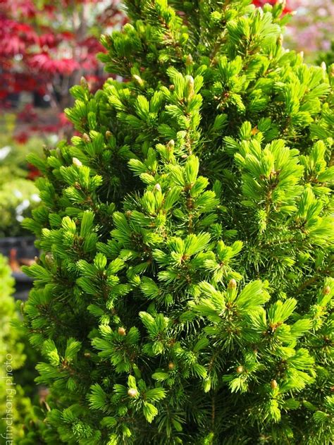 43 Best Dwarf Evergreens For Containers As A Topiary