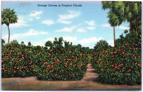 Orange Groves In Tropical Florida 11 5279 The Gayraj