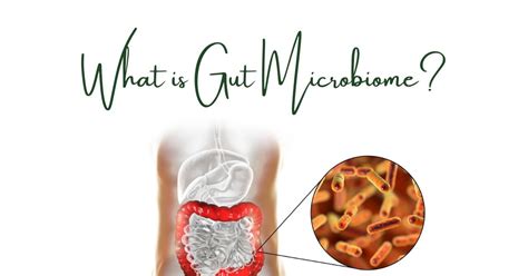 What Is Gut Microbiome Zarine Bharda