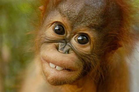 Inspirasi Istimewa Funny Apes Orangutan Baby Foto Orang