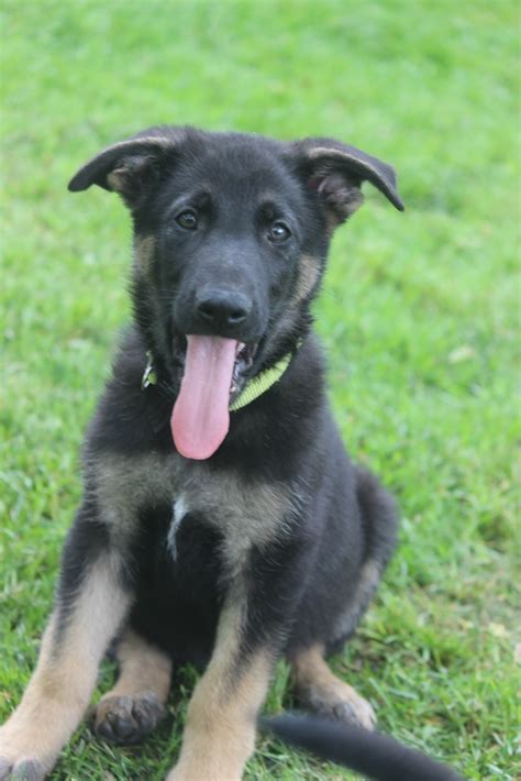 Because this breed can have joint issues, keep your. German Shepherd puppies for sale