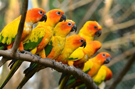 869316 Tigers Birds Creative Parrots Branches Rare Gallery Hd