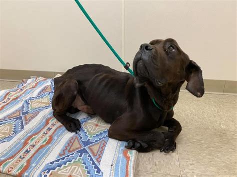 Officials Hope To Identify Owner Of Severely Neglected Dog Found In