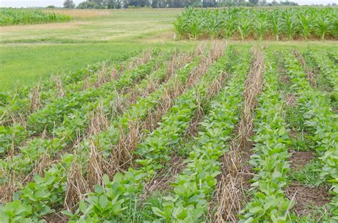 Tillage Types For Soybeans Traditional No Till And Ridge Till Methods