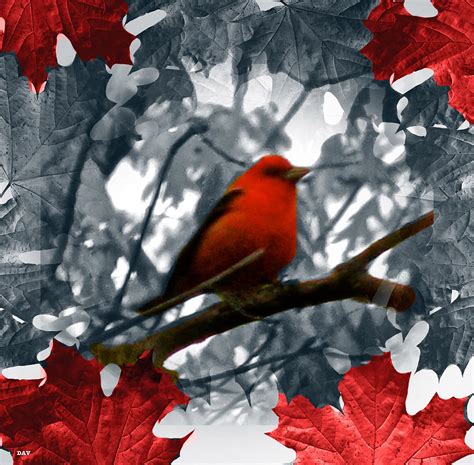 Red Wild Bird Photograph By Debra Vatalaro Fine Art America