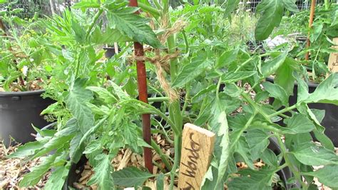 Determinate Tomatoes Tips On Fertilizing Pruning Dont