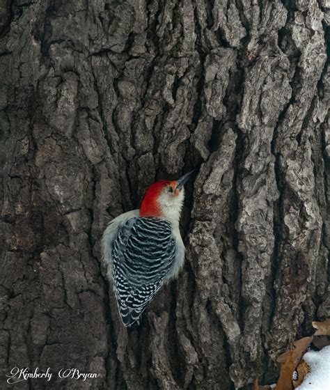 Red Bellied Woodpecker Common In Wisconsin Photos Food And Fun