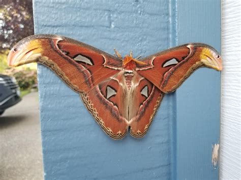 Invasive Atlas Moth Found In Bellevue Bellevue Wa Patch