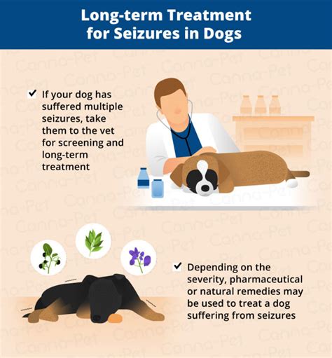 What To Do After Your Dog Has A Seizure Canna Pet