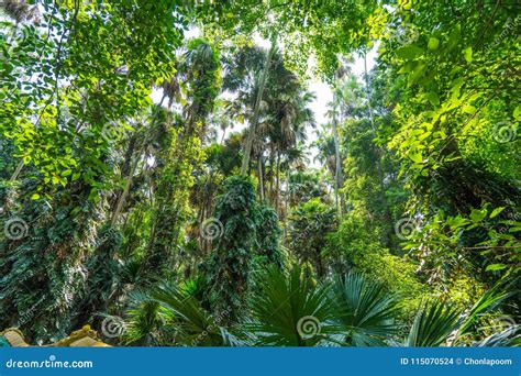 Palm Tree In Tropical Rainforest Stock Photo Image Of Fresh Green