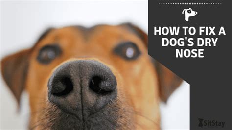 How To Fix A Dogs Dry Nose Simple Guide 2021 For Dog Dry Nose Dry