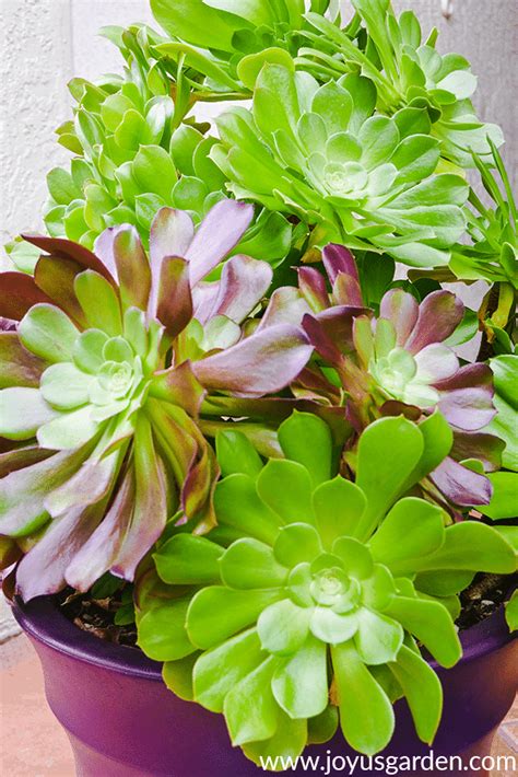 Wholesale flowers and greenery from fiftyflowers are always fresh cut and carefully packed for your wedding or special event. Succulent With Tall Orange Flowers - The Home Garden