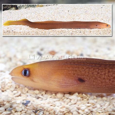 Hawaiian Golden Dwarf Moray Eel Moray Eel Fish Pet Art Reference