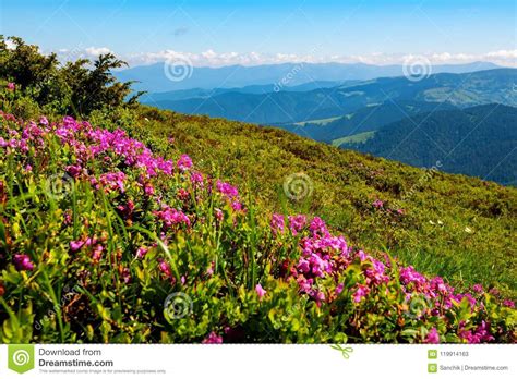 Flowering Pink Rhododendrons On Green Slopes Stock Image Image Of