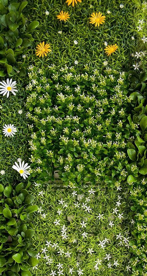 Tap And Get The App Nature Unicolor Grass Flowers Green Сhamomile